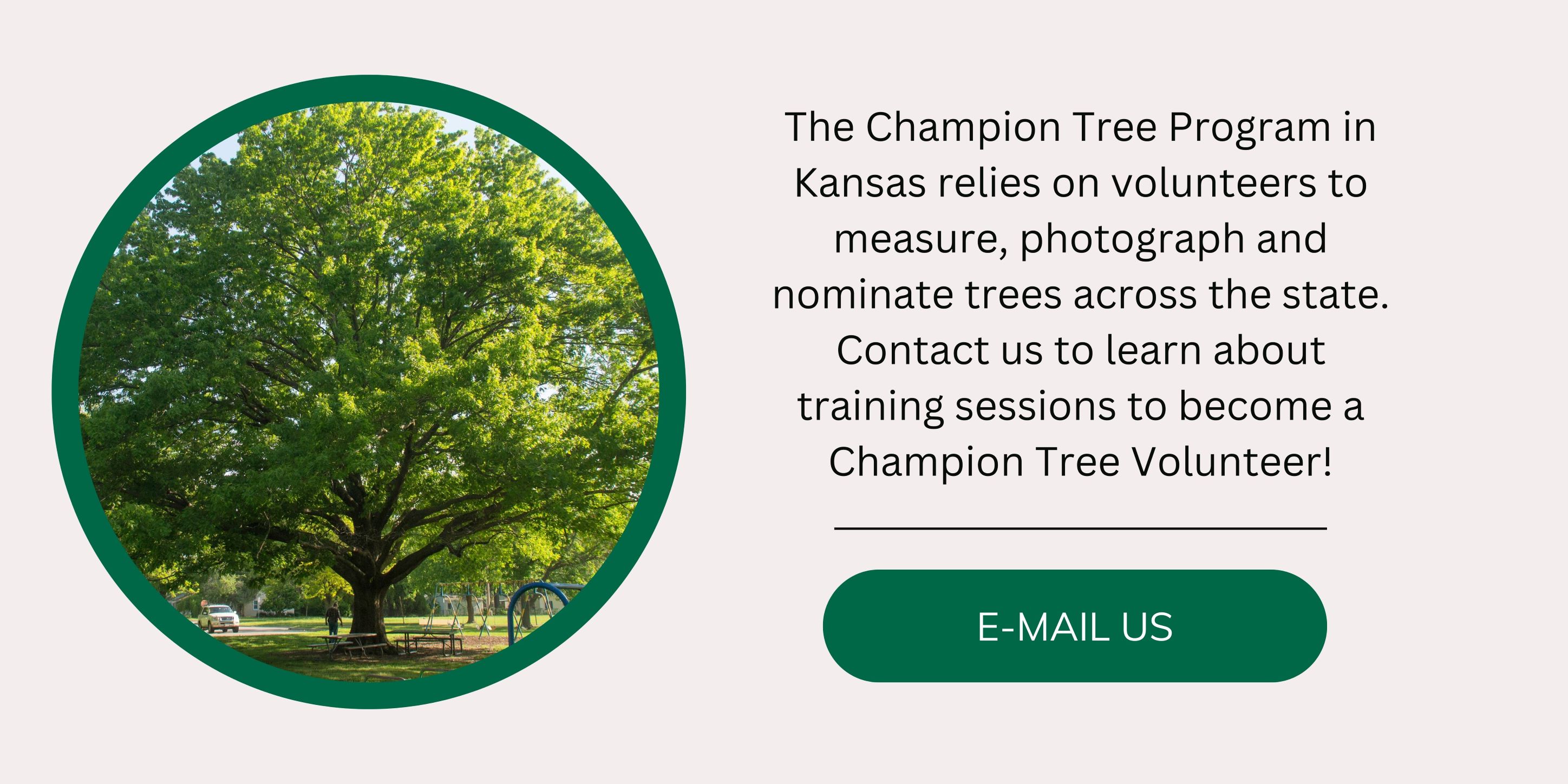 Champion trees kansas forest service kansas state university